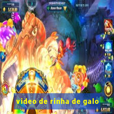 video de rinha de galo